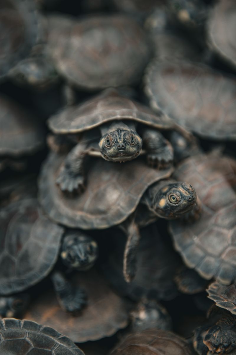  <div class='credito_fotos'>Foto: Victor Baia / Divulgação &nbsp;&nbsp;|&nbsp;&nbsp; <a href='/midias/2024/originais/18004_32295a26-03e6-576c-9fce-f1e7d39f7ca2.jpg' download><i class='fa-solid fa-download'></i> Download</a></div>