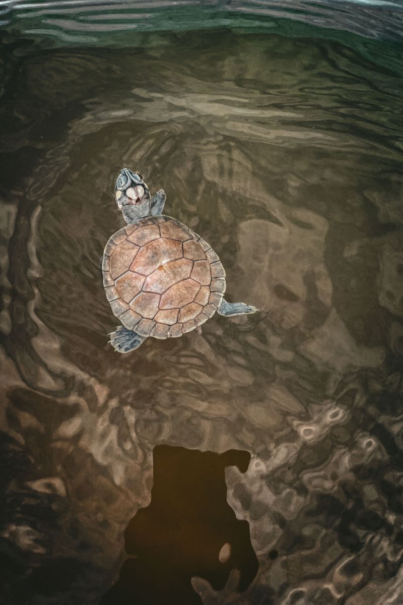  <div class='credito_fotos'>Foto: Victor Baia / Divulgação &nbsp;&nbsp;|&nbsp;&nbsp; <a href='/midias/2024/originais/18004_3f9d2d9c-a7b7-b274-ec8e-a6501fca5c55.jpg' download><i class='fa-solid fa-download'></i> Download</a></div>