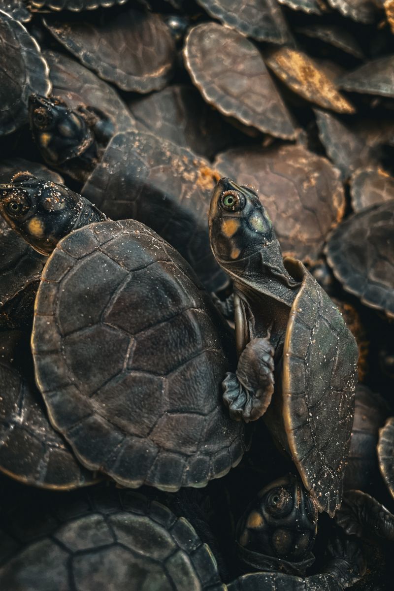  <div class='credito_fotos'>Foto: Victor Baia / Divulgação &nbsp;&nbsp;|&nbsp;&nbsp; <a href='/midias/2024/originais/18004_61917f6c-fc70-a9c4-a5df-aa641d321704.jpg' download><i class='fa-solid fa-download'></i> Download</a></div>