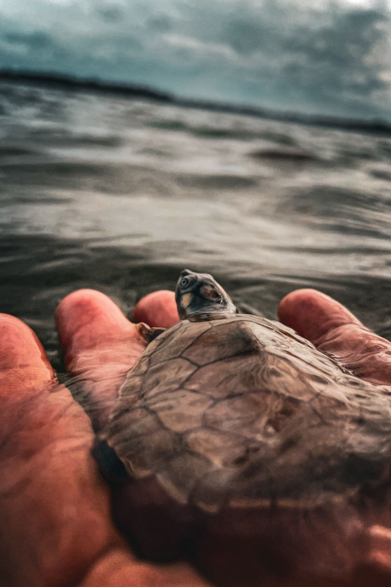  <div class='credito_fotos'>Foto: Victor Baia / Divulgação &nbsp;&nbsp;|&nbsp;&nbsp; <a href='/midias/2024/originais/18004_74d92555-96d8-0c23-19e2-76f8c1a1f9d4.jpg' download><i class='fa-solid fa-download'></i> Download</a></div>