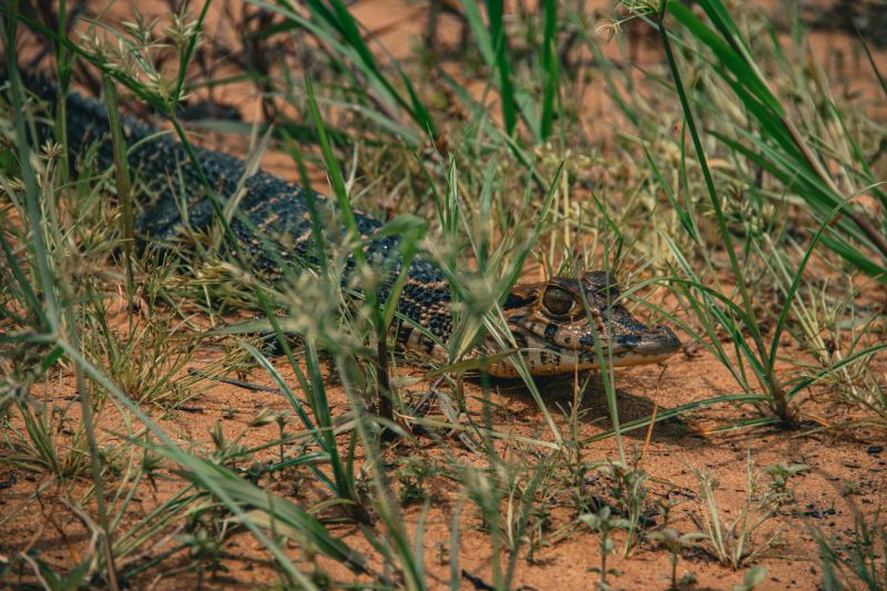  <div class='credito_fotos'>Foto: Victor Baia / Divulgação &nbsp;&nbsp;|&nbsp;&nbsp; <a href='/midias/2024/originais/18004_885fd726-ca7e-00a7-79a2-a3e455fc844b.jpg' download><i class='fa-solid fa-download'></i> Download</a></div>