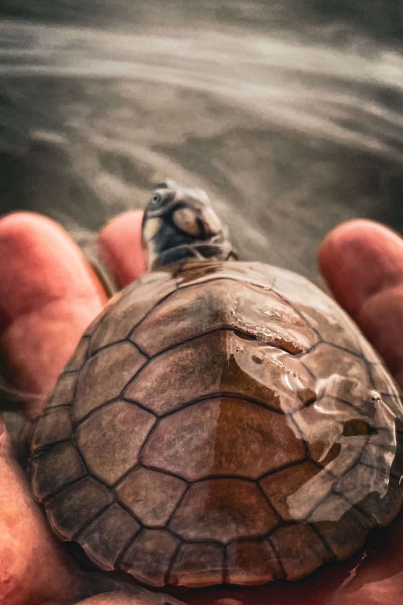  <div class='credito_fotos'>Foto: Victor Baia / Divulgação &nbsp;&nbsp;|&nbsp;&nbsp; <a href='/midias/2024/originais/18004_b0734965-9ee1-ce5e-3826-dcd8171d59b7.jpg' download><i class='fa-solid fa-download'></i> Download</a></div>