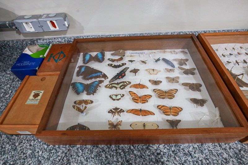  <div class='credito_fotos'>Foto: Alex Ribeiro / Ag. Pará &nbsp;&nbsp;|&nbsp;&nbsp; <a href='/midias/2024/originais/18015_af7ea7b3-b9c3-1174-b13d-bb9e3249599e.jpg' download><i class='fa-solid fa-download'></i> Download</a></div>