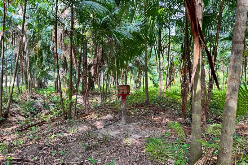  <div class='credito_fotos'>Foto: Vinícius Leal / Ascom Ideflor-Bio &nbsp;&nbsp;|&nbsp;&nbsp; <a href='/midias/2024/originais/18029_1b3f5b0b-d7bb-e4f3-e120-63636d4ca01d.jpg' download><i class='fa-solid fa-download'></i> Download</a></div>