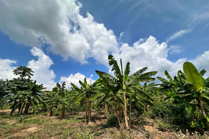  <div class='credito_fotos'>Foto: Vinícius Leal / Ascom Ideflor-Bio &nbsp;&nbsp;|&nbsp;&nbsp; <a href='/midias/2024/originais/18029_ecef65ff-8bb6-c350-107a-c46325dc4b87.jpg' download><i class='fa-solid fa-download'></i> Download</a></div>