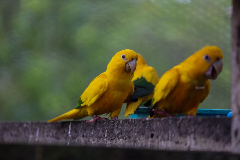  <div class='credito_fotos'>Foto: Rodrigo Pinheiro / Ag.Pará &nbsp;&nbsp;|&nbsp;&nbsp; <a href='/midias/2024/originais/18073_09030696-4ced-083f-0cee-8f108bb1eb30.jpg' download><i class='fa-solid fa-download'></i> Download</a></div>