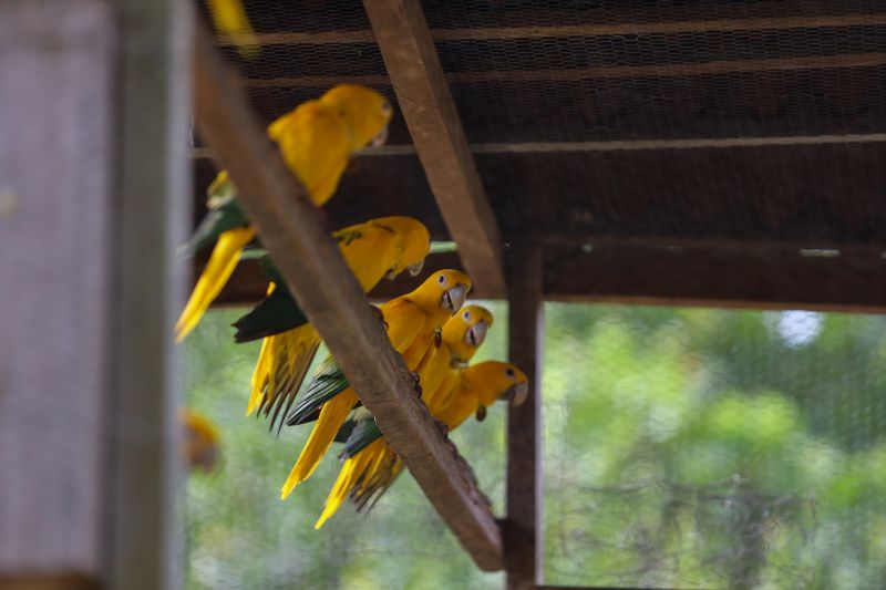  <div class='credito_fotos'>Foto: Rodrigo Pinheiro / Ag.Pará &nbsp;&nbsp;|&nbsp;&nbsp; <a href='/midias/2024/originais/18073_168bd1c3-4d5f-f256-e7a8-6cf7932188bf.jpg' download><i class='fa-solid fa-download'></i> Download</a></div>