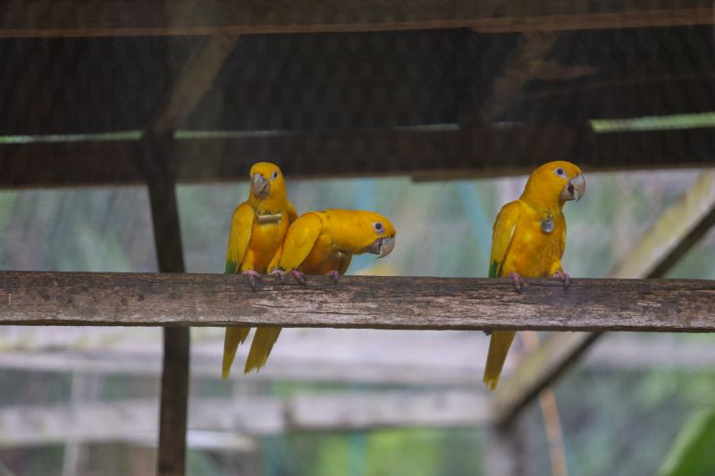 <div class='credito_fotos'>Foto: Rodrigo Pinheiro / Ag.Pará &nbsp;&nbsp;|&nbsp;&nbsp; <a href='/midias/2024/originais/18073_17d6216b-9651-5224-184e-4dbb082f651d.jpg' download><i class='fa-solid fa-download'></i> Download</a></div>
