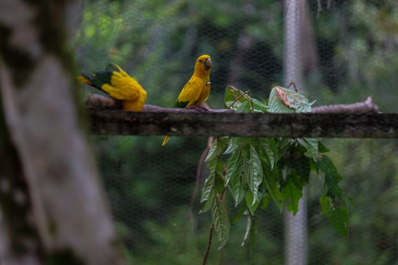  <div class='credito_fotos'>Foto: Rodrigo Pinheiro / Ag.Pará &nbsp;&nbsp;|&nbsp;&nbsp; <a href='/midias/2024/originais/18073_2709b444-7e08-49b3-7fce-210538bbfee7.jpg' download><i class='fa-solid fa-download'></i> Download</a></div>