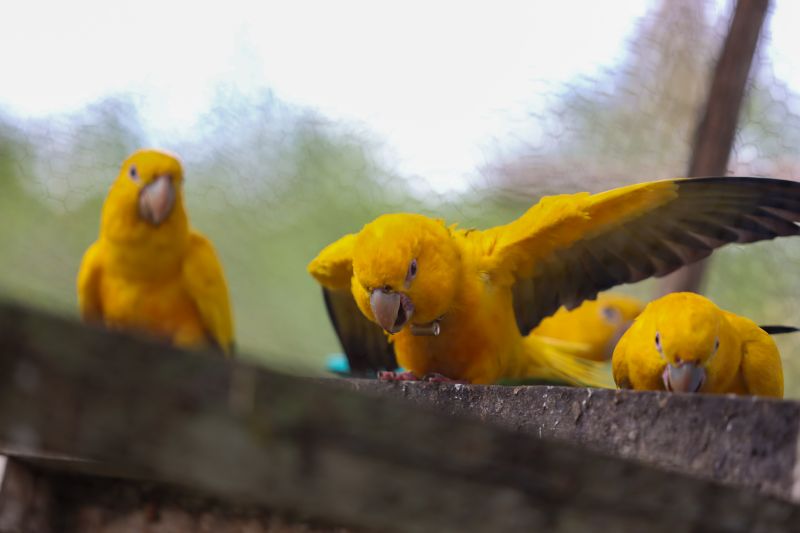  <div class='credito_fotos'>Foto: Rodrigo Pinheiro / Ag.Pará &nbsp;&nbsp;|&nbsp;&nbsp; <a href='/midias/2024/originais/18073_2c7139f8-cfbd-83aa-7b97-37ed6958b1be.jpg' download><i class='fa-solid fa-download'></i> Download</a></div>