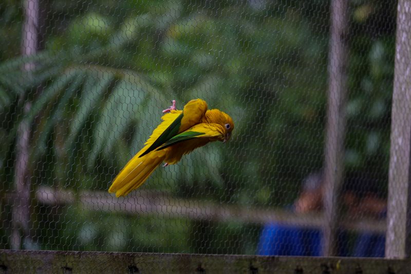  <div class='credito_fotos'>Foto: Rodrigo Pinheiro / Ag.Pará &nbsp;&nbsp;|&nbsp;&nbsp; <a href='/midias/2024/originais/18073_3916d83b-a7ca-f849-2840-d2b46601d779.jpg' download><i class='fa-solid fa-download'></i> Download</a></div>