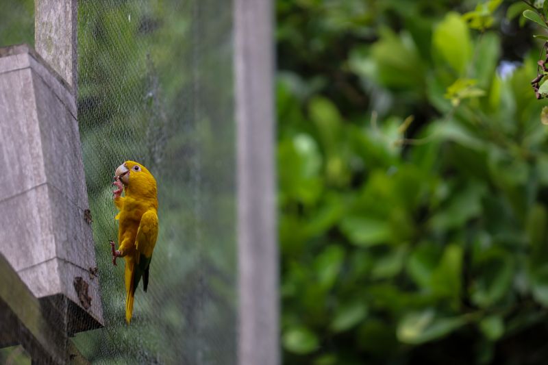  <div class='credito_fotos'>Foto: Rodrigo Pinheiro / Ag.Pará &nbsp;&nbsp;|&nbsp;&nbsp; <a href='/midias/2024/originais/18073_460f52d6-b53a-4119-1342-0a6df42022f7.jpg' download><i class='fa-solid fa-download'></i> Download</a></div>