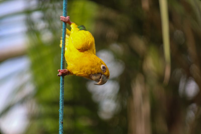  <div class='credito_fotos'>Foto: Rodrigo Pinheiro / Ag.Pará &nbsp;&nbsp;|&nbsp;&nbsp; <a href='/midias/2024/originais/18073_4b163860-243c-f735-53c7-e89f491256d5.jpg' download><i class='fa-solid fa-download'></i> Download</a></div>