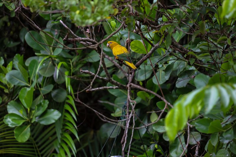  <div class='credito_fotos'>Foto: Rodrigo Pinheiro / Ag.Pará &nbsp;&nbsp;|&nbsp;&nbsp; <a href='/midias/2024/originais/18073_8fa9bcd1-9094-f47d-70dc-dc82c65d315c.jpg' download><i class='fa-solid fa-download'></i> Download</a></div>