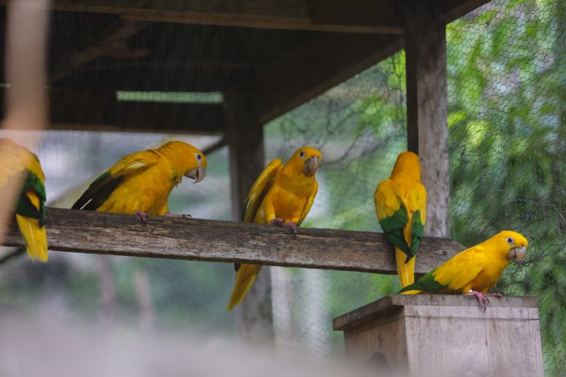  <div class='credito_fotos'>Foto: Rodrigo Pinheiro / Ag.Pará &nbsp;&nbsp;|&nbsp;&nbsp; <a href='/midias/2024/originais/18073_906110d9-9969-2878-91db-887d7a18b148.jpg' download><i class='fa-solid fa-download'></i> Download</a></div>