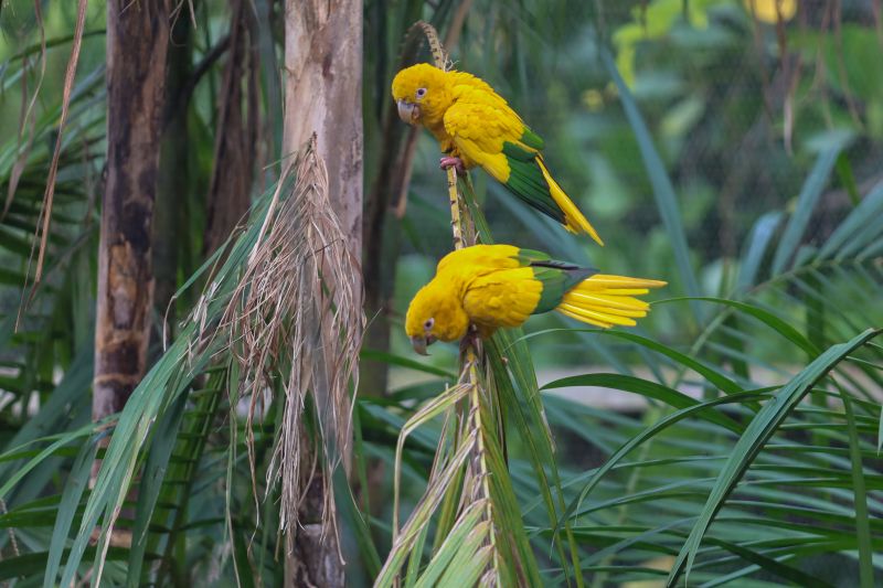  <div class='credito_fotos'>Foto: Rodrigo Pinheiro / Ag.Pará &nbsp;&nbsp;|&nbsp;&nbsp; <a href='/midias/2024/originais/18073_9a095d8e-7197-46fc-7a6d-edd68766e94b.jpg' download><i class='fa-solid fa-download'></i> Download</a></div>