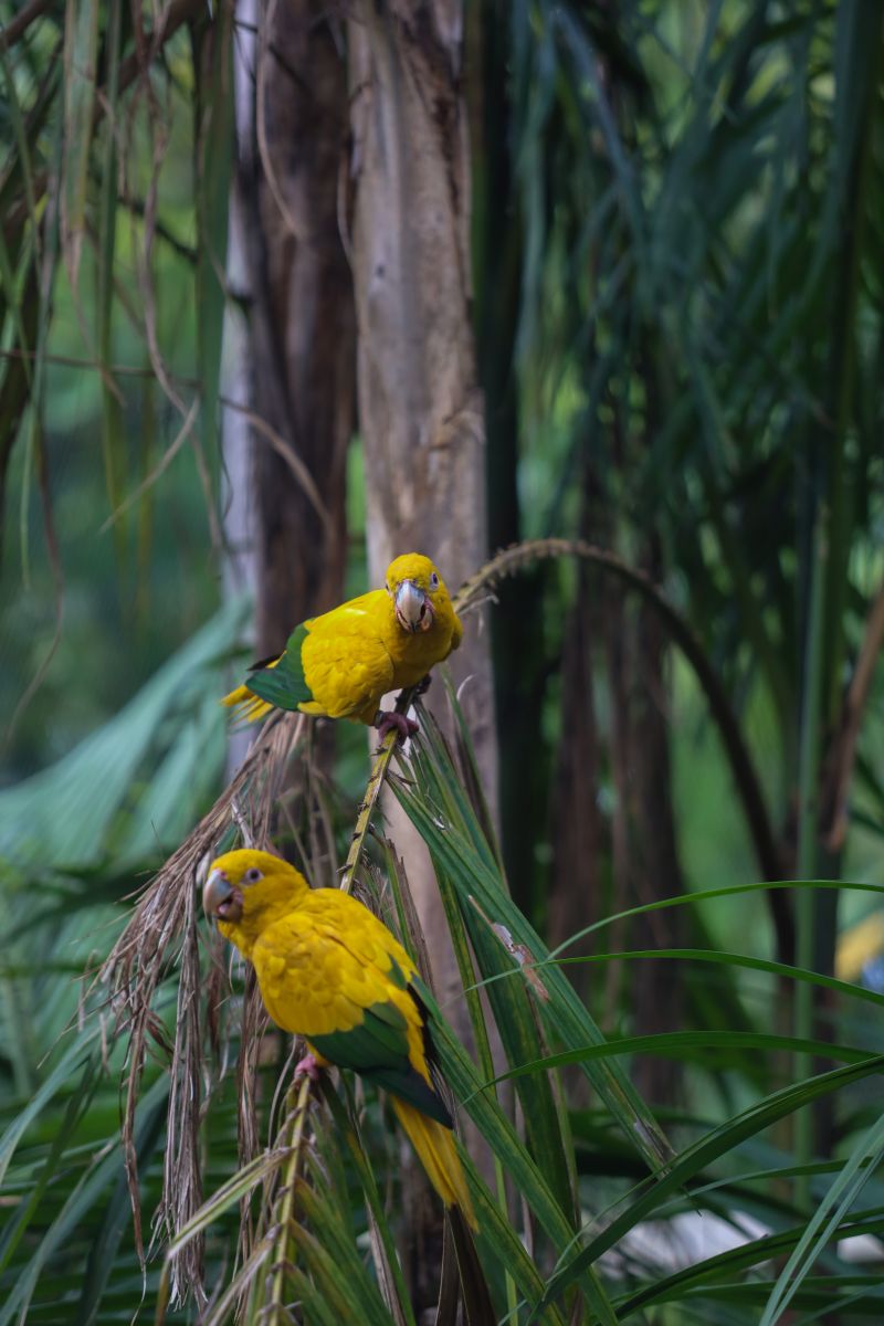  <div class='credito_fotos'>Foto: Rodrigo Pinheiro / Ag.Pará &nbsp;&nbsp;|&nbsp;&nbsp; <a href='/midias/2024/originais/18073_a05195b7-3219-2138-805c-ef57e154badb.jpg' download><i class='fa-solid fa-download'></i> Download</a></div>