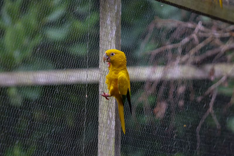  <div class='credito_fotos'>Foto: Rodrigo Pinheiro / Ag.Pará &nbsp;&nbsp;|&nbsp;&nbsp; <a href='/midias/2024/originais/18073_a53c7250-1a68-a177-54e8-0d7187dd7d67.jpg' download><i class='fa-solid fa-download'></i> Download</a></div>