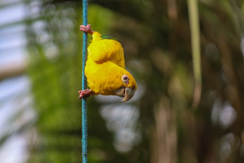 <div class='credito_fotos'>Foto: Rodrigo Pinheiro / Ag.Pará &nbsp;&nbsp;|&nbsp;&nbsp; <a href='/midias/2024/originais/18073_a92723de-2de1-8200-dc8f-446a5cc6401c.jpg' download><i class='fa-solid fa-download'></i> Download</a></div>