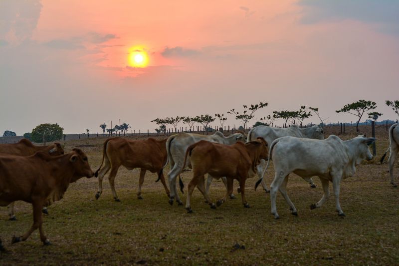  <div class='credito_fotos'>Foto: Divulgação / Ag. Pará &nbsp;&nbsp;|&nbsp;&nbsp; <a href='/midias/2024/originais/18098_0f7b488b-2dc9-b86e-17bc-8a106d45b186.jpg' download><i class='fa-solid fa-download'></i> Download</a></div>