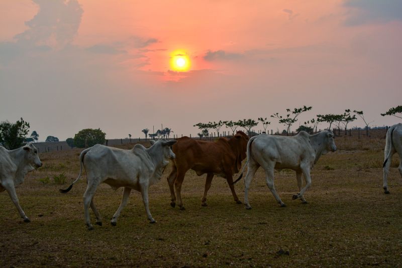  <div class='credito_fotos'>Foto: Divulgação / Ag. Pará &nbsp;&nbsp;|&nbsp;&nbsp; <a href='/midias/2024/originais/18098_91f44ccf-beee-a665-0e9e-5753d07d61ed.jpg' download><i class='fa-solid fa-download'></i> Download</a></div>