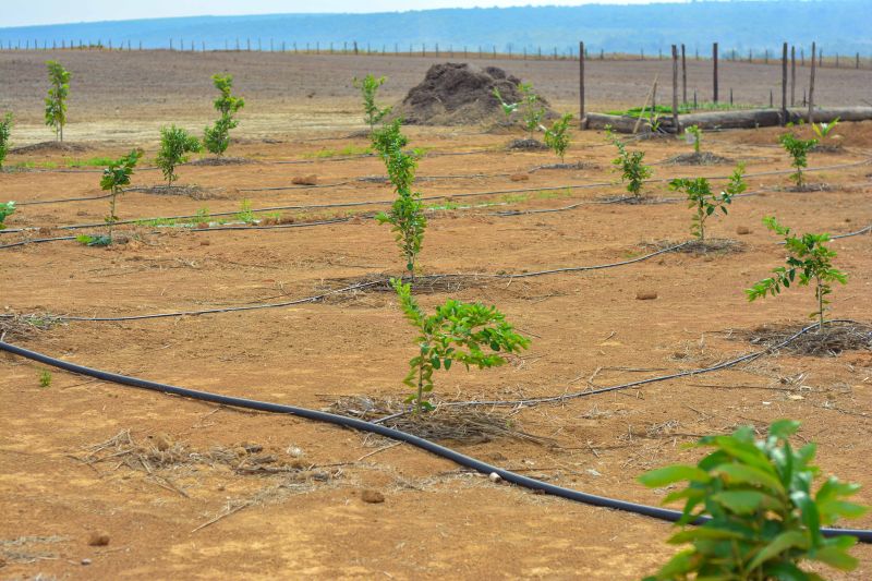  <div class='credito_fotos'>Foto: Divulgação / Ag. Pará &nbsp;&nbsp;|&nbsp;&nbsp; <a href='/midias/2024/originais/18099_de4f7fbd-0e04-3715-2f9c-a6ac35842650.jpg' download><i class='fa-solid fa-download'></i> Download</a></div>