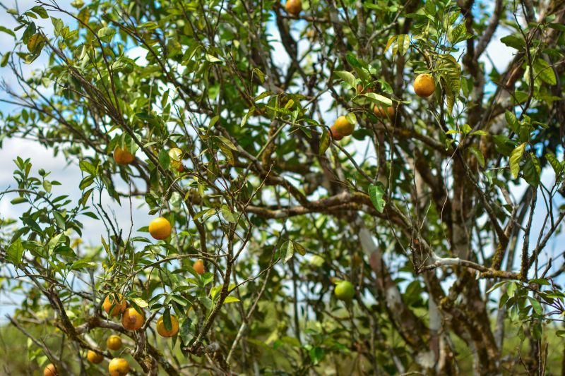  <div class='credito_fotos'>Foto: Divulgação / Ag. Pará &nbsp;&nbsp;|&nbsp;&nbsp; <a href='/midias/2024/originais/18100_71c87a5f-4fde-d195-0fa2-7c028d15cb66.jpg' download><i class='fa-solid fa-download'></i> Download</a></div>