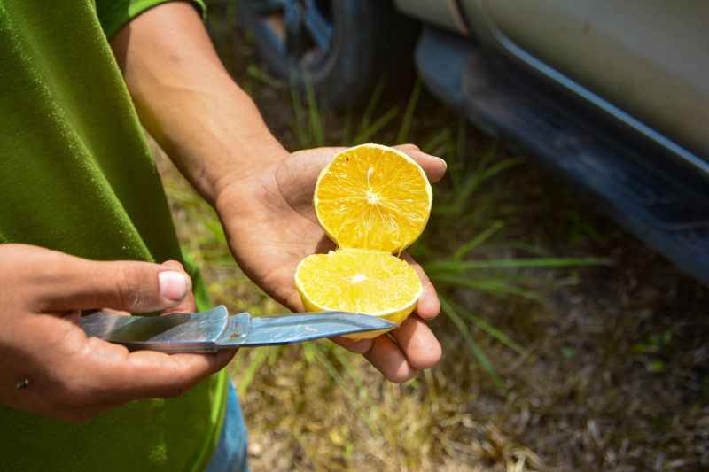  <div class='credito_fotos'>Foto: Divulgação / Ag. Pará &nbsp;&nbsp;|&nbsp;&nbsp; <a href='/midias/2024/originais/18100_befecbca-8523-e1f2-3fb7-d4fcfb1e1ffc.jpg' download><i class='fa-solid fa-download'></i> Download</a></div>
