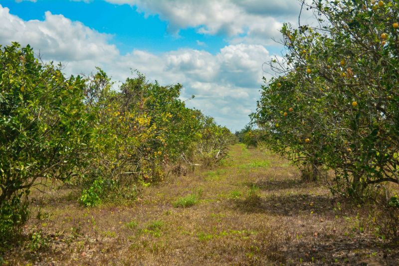  <div class='credito_fotos'>Foto: Divulgação / Ag. Pará &nbsp;&nbsp;|&nbsp;&nbsp; <a href='/midias/2024/originais/18100_d7dc9d42-6605-aa80-1a2e-9e9d9732f897.jpg' download><i class='fa-solid fa-download'></i> Download</a></div>