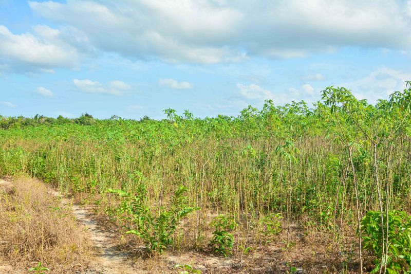 <div class='credito_fotos'>Foto: Divulgação / Ag. Pará &nbsp;&nbsp;|&nbsp;&nbsp; <a href='/midias/2024/originais/18101_7b0cbe65-99c3-85dd-ffc1-8eb12a59299e.jpg' download><i class='fa-solid fa-download'></i> Download</a></div>