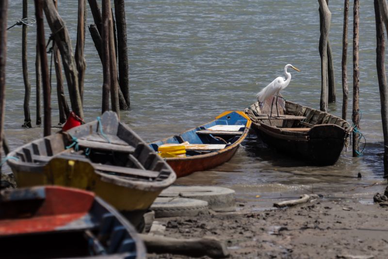  <div class='credito_fotos'>Foto: Pedro Guerreiro / Ag. Pará &nbsp;&nbsp;|&nbsp;&nbsp; <a href='/midias/2024/originais/18139_ce44e1b0-4dde-c7e8-da06-395ccdb43a43.jpg' download><i class='fa-solid fa-download'></i> Download</a></div>