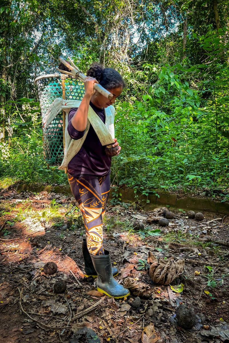 fotos: João Vitor Santos (Ascom/Ideflor-Bio) <div class='credito_fotos'>Foto: João Vitor Santos / Ascom Ideflor-Bio &nbsp;&nbsp;|&nbsp;&nbsp; <a href='/midias/2024/originais/18263_c0c20f7a-26ac-81bc-ae82-80cbab4ff73c.jpg' download><i class='fa-solid fa-download'></i> Download</a></div>