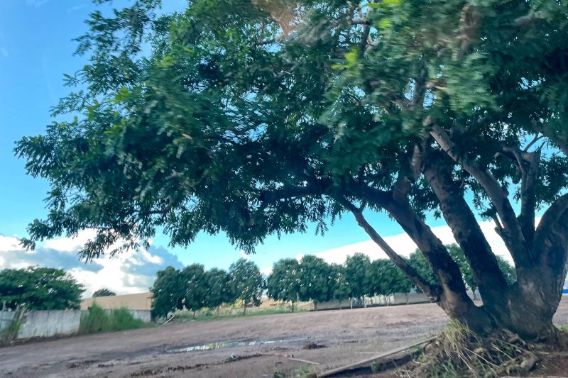  <div class='credito_fotos'>Foto: Rosivaldo Almeida / Agência Pará &nbsp;&nbsp;|&nbsp;&nbsp; <a href='/midias/2024/originais/18560_f1668b24-4fb8-5aad-1268-ec44071f52dd.jpg' download><i class='fa-solid fa-download'></i> Download</a></div>