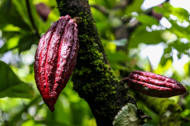  <div class='credito_fotos'>Foto: Pedro Guerreiro / Ag. Pará &nbsp;&nbsp;|&nbsp;&nbsp; <a href='/midias/2024/originais/18609_003d9780-96bc-3e35-e51d-785b9331f2d0.jpg' download><i class='fa-solid fa-download'></i> Download</a></div>