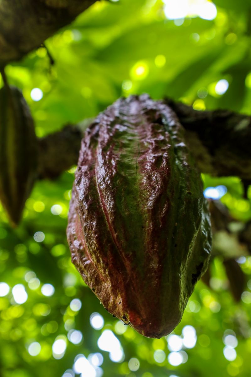  <div class='credito_fotos'>Foto: Pedro Guerreiro / Ag. Pará &nbsp;&nbsp;|&nbsp;&nbsp; <a href='/midias/2024/originais/18609_06c86f05-df0e-b303-b9a9-237aa88d0d7e.jpg' download><i class='fa-solid fa-download'></i> Download</a></div>