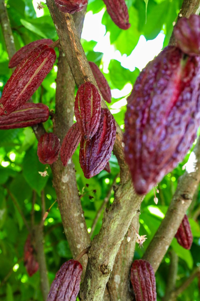  <div class='credito_fotos'>Foto: Pedro Guerreiro / Ag. Pará &nbsp;&nbsp;|&nbsp;&nbsp; <a href='/midias/2024/originais/18609_104a9663-ddbb-396f-c313-24df78f684b6.jpg' download><i class='fa-solid fa-download'></i> Download</a></div>