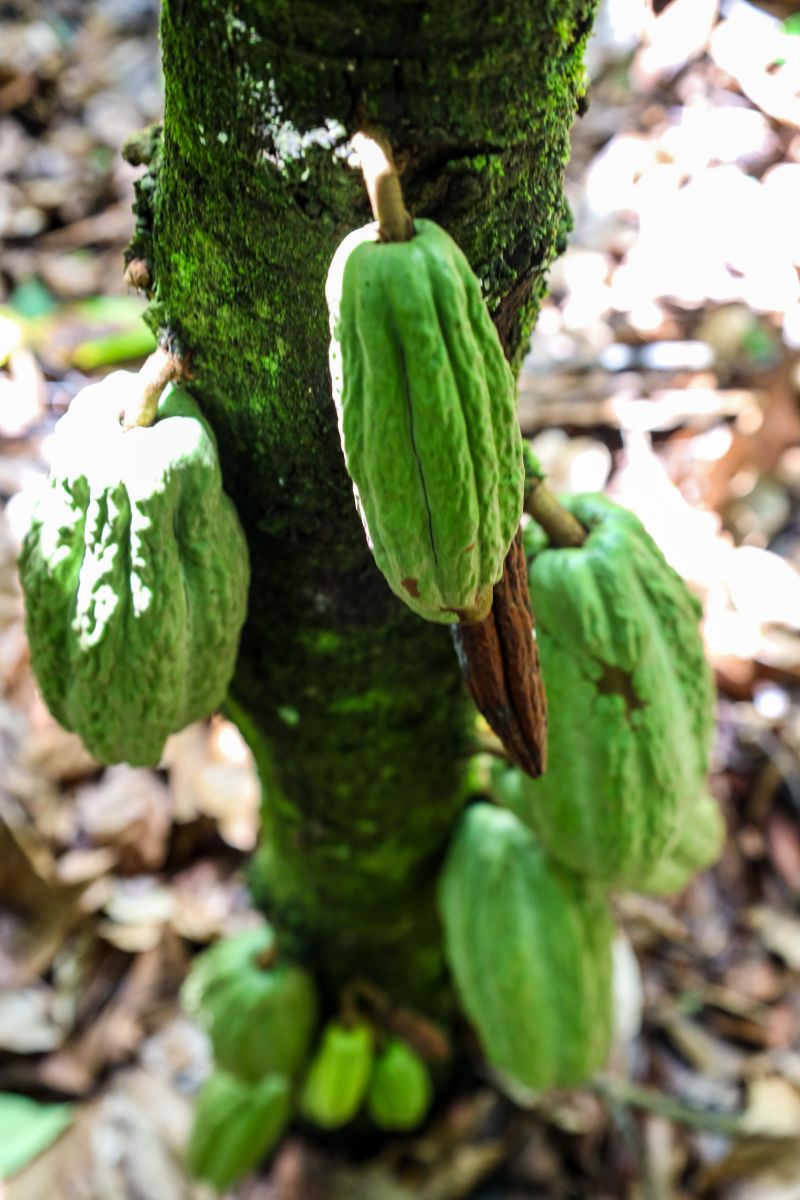  <div class='credito_fotos'>Foto: Pedro Guerreiro / Ag. Pará &nbsp;&nbsp;|&nbsp;&nbsp; <a href='/midias/2024/originais/18609_1adc8510-43e9-4a1c-1a5b-3d0de92f6b53.jpg' download><i class='fa-solid fa-download'></i> Download</a></div>
