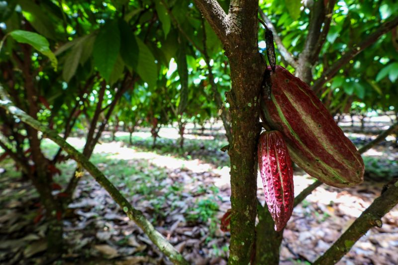  <div class='credito_fotos'>Foto: Pedro Guerreiro / Ag. Pará &nbsp;&nbsp;|&nbsp;&nbsp; <a href='/midias/2024/originais/18609_30dec5d1-7dcc-ad38-a5eb-9f5d4e4856ed.jpg' download><i class='fa-solid fa-download'></i> Download</a></div>