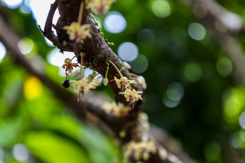  <div class='credito_fotos'>Foto: Pedro Guerreiro / Ag. Pará &nbsp;&nbsp;|&nbsp;&nbsp; <a href='/midias/2024/originais/18609_370b1962-c226-456d-22ca-39aebca7df44.jpg' download><i class='fa-solid fa-download'></i> Download</a></div>