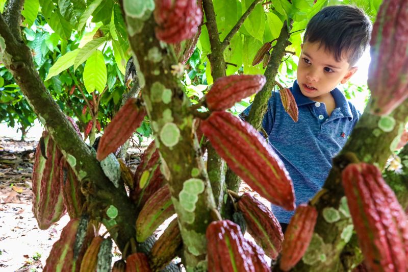  <div class='credito_fotos'>Foto: Pedro Guerreiro / Ag. Pará &nbsp;&nbsp;|&nbsp;&nbsp; <a href='/midias/2024/originais/18609_3f55bc2c-ccd1-022e-25a9-28c1a2c2c84b.jpg' download><i class='fa-solid fa-download'></i> Download</a></div>