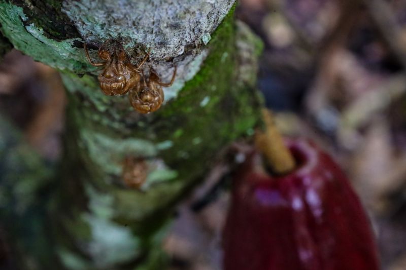  <div class='credito_fotos'>Foto: Pedro Guerreiro / Ag. Pará &nbsp;&nbsp;|&nbsp;&nbsp; <a href='/midias/2024/originais/18609_4790237e-d76c-aa2c-7711-f48ac4945e40.jpg' download><i class='fa-solid fa-download'></i> Download</a></div>