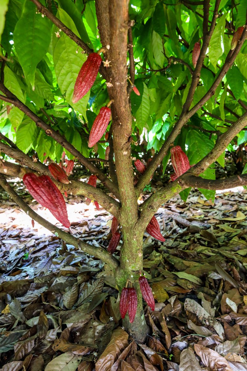  <div class='credito_fotos'>Foto: Pedro Guerreiro / Ag. Pará &nbsp;&nbsp;|&nbsp;&nbsp; <a href='/midias/2024/originais/18609_4cb019b9-461b-8661-993b-d53b79137c3a.jpg' download><i class='fa-solid fa-download'></i> Download</a></div>