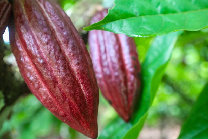  <div class='credito_fotos'>Foto: Pedro Guerreiro / Ag. Pará &nbsp;&nbsp;|&nbsp;&nbsp; <a href='/midias/2024/originais/18609_5946e63b-bdaa-674b-dbb3-44d26da237f8.jpg' download><i class='fa-solid fa-download'></i> Download</a></div>