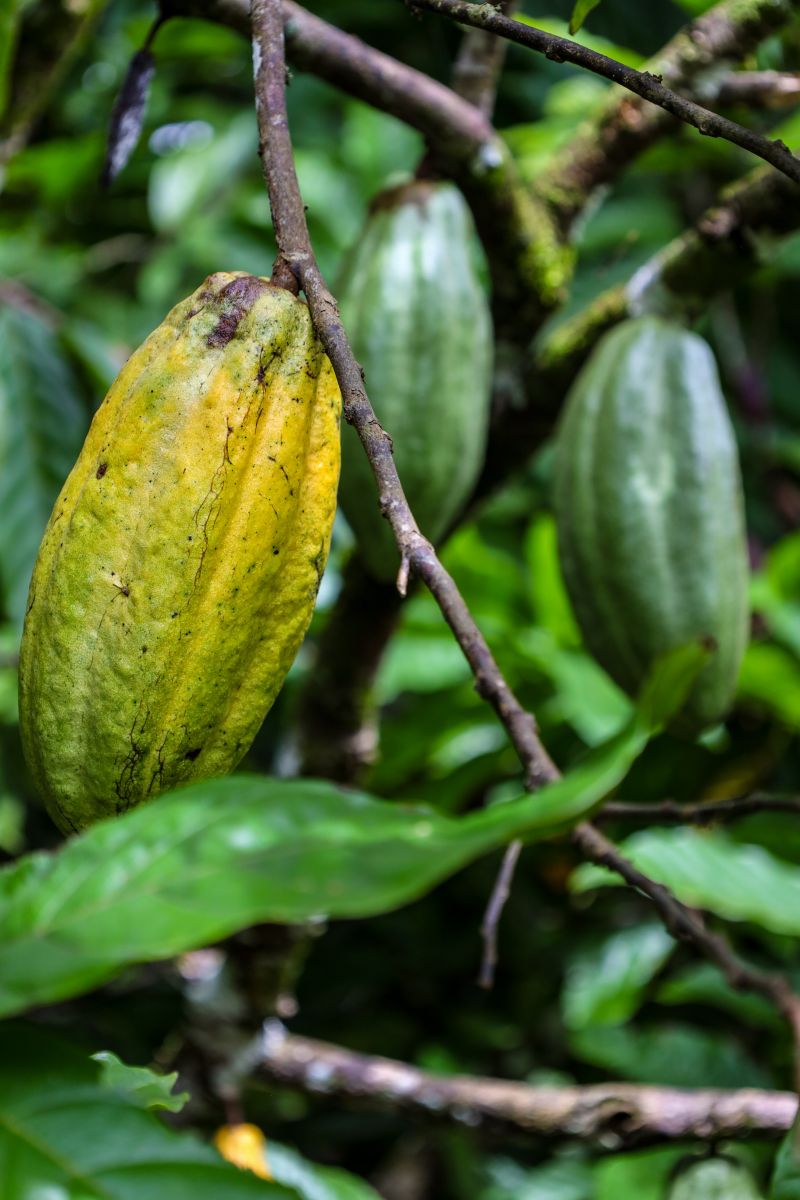  <div class='credito_fotos'>Foto: Pedro Guerreiro / Ag. Pará &nbsp;&nbsp;|&nbsp;&nbsp; <a href='/midias/2024/originais/18609_59ca0cc5-c4fc-b072-999f-82fc6a06dd2b.jpg' download><i class='fa-solid fa-download'></i> Download</a></div>