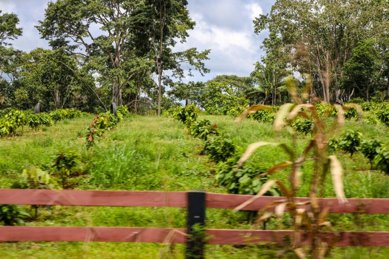  <div class='credito_fotos'>Foto: Pedro Guerreiro / Ag. Pará &nbsp;&nbsp;|&nbsp;&nbsp; <a href='/midias/2024/originais/18609_5a7cec93-e0b9-f2d3-4183-7d9889f72c4e.jpg' download><i class='fa-solid fa-download'></i> Download</a></div>