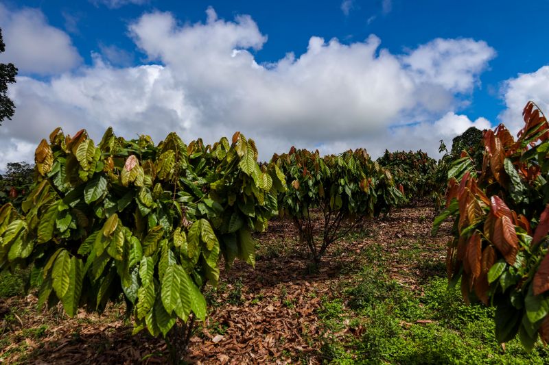  <div class='credito_fotos'>Foto: Pedro Guerreiro / Ag. Pará &nbsp;&nbsp;|&nbsp;&nbsp; <a href='/midias/2024/originais/18609_696d525a-a8d0-16eb-f165-fd2bb65025b9.jpg' download><i class='fa-solid fa-download'></i> Download</a></div>