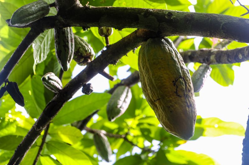  <div class='credito_fotos'>Foto: Pedro Guerreiro / Ag. Pará &nbsp;&nbsp;|&nbsp;&nbsp; <a href='/midias/2024/originais/18609_74e500c5-3f01-bdeb-423a-2df9e3164a2b.jpg' download><i class='fa-solid fa-download'></i> Download</a></div>