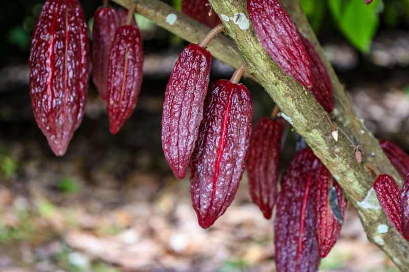  <div class='credito_fotos'>Foto: Pedro Guerreiro / Ag. Pará &nbsp;&nbsp;|&nbsp;&nbsp; <a href='/midias/2024/originais/18609_76940bfc-0f36-facf-5fe8-231b31326536.jpg' download><i class='fa-solid fa-download'></i> Download</a></div>
