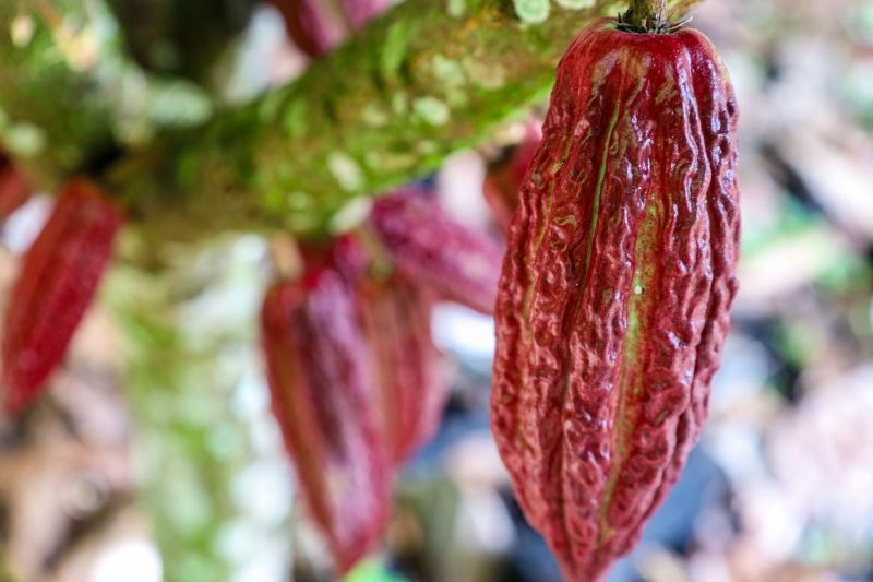  <div class='credito_fotos'>Foto: Pedro Guerreiro / Ag. Pará &nbsp;&nbsp;|&nbsp;&nbsp; <a href='/midias/2024/originais/18609_79620654-b6b4-d29a-2835-1c9e7c121d71.jpg' download><i class='fa-solid fa-download'></i> Download</a></div>