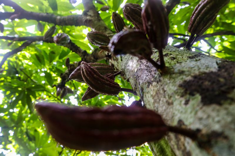  <div class='credito_fotos'>Foto: Pedro Guerreiro / Ag. Pará &nbsp;&nbsp;|&nbsp;&nbsp; <a href='/midias/2024/originais/18609_7c63ef8c-4eef-7d62-81aa-4734c663e649.jpg' download><i class='fa-solid fa-download'></i> Download</a></div>